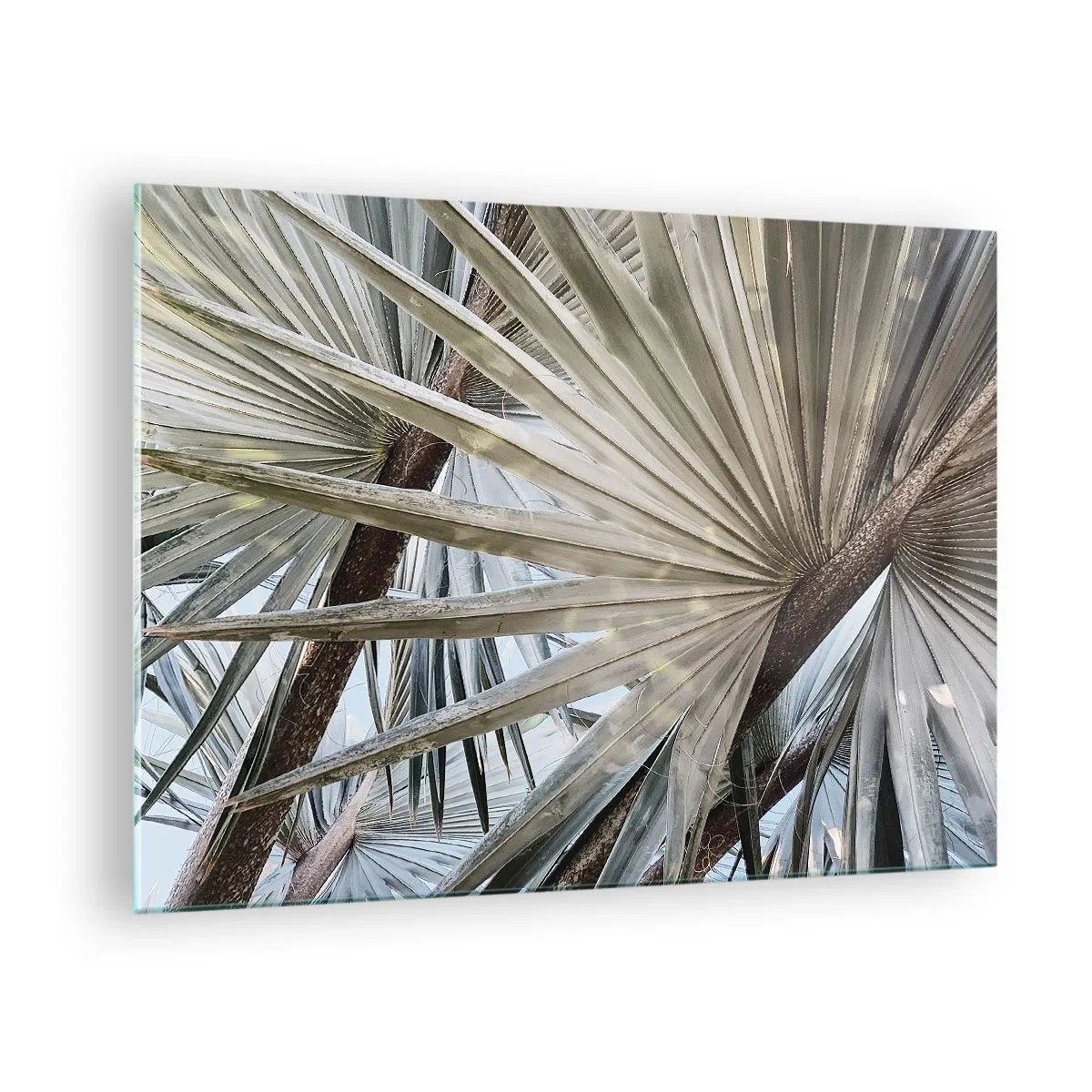 Glasbild - Bild auf glas - Palmblätter im hellen Tageslicht - 70x50cm - Fans in den Tropen - Moderne Wanddekoration für Wohnzimmer und Schlafzimmer ARTTOR