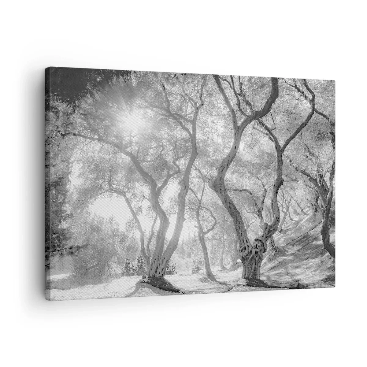 Bild auf Leinwand - Leinwandbild - Schwarz-Weiß-Ansicht von Bäumen in einem Olivenhain mit Sonnenstrahlen - 70x50cm - Im Olivenhain - Moderne Wanddekoration für Wohnzimmer und Schlafzimmer ARTTOR