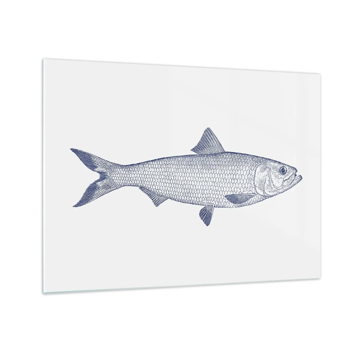 Glasbild - Bild auf glas - Fischskizze im Vintage-Stil auf hellem Hintergrund - 70x50cm - Grüße aus den nördlichen Meeren - Moderne Wanddekoration für Wohnzimmer und Schlafzimmer ARTTOR