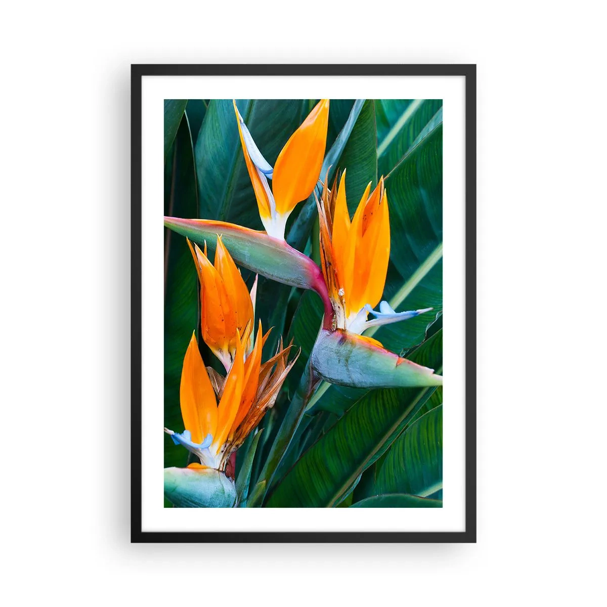 Poster in einem schwarzem Rahmen - Strelitzia-Blüten, umgeben von grünen Blättern - 50x70cm - Ist es eine Blume oder ist es ein Vogel? - Moderne Wanddekoration für Wohnzimmer und Schlafzimmer ARTTOR