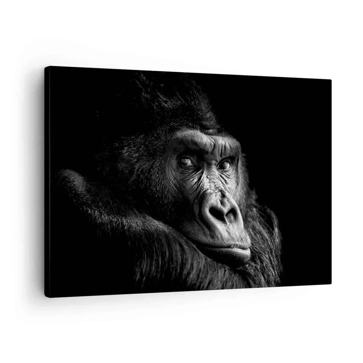 Bild auf Leinwand - Leinwandbild - Schwarz-Weiß-Porträt eines majestätischen Gorillas - 70x50cm - Und was guckst du so? - Moderne Wanddekoration für Wohnzimmer und Schlafzimmer ARTTOR