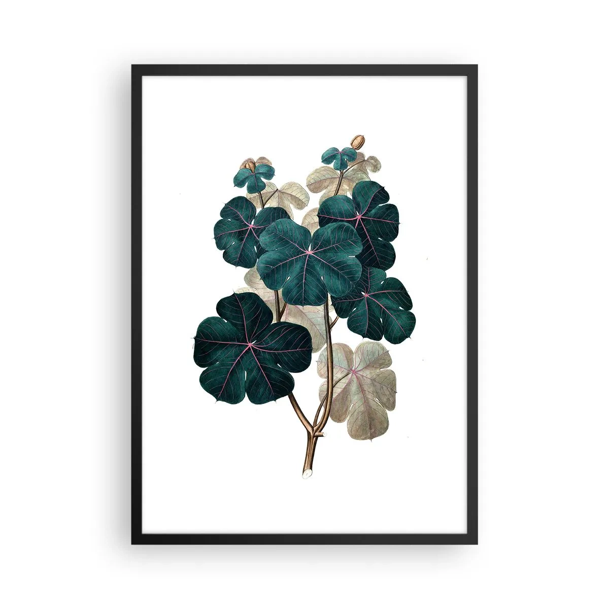 Poster in einem schwarzem Rahmen - Botanische Illustration mit dunkelgrünen Blättern auf hellem Hintergrund - 50x70cm - Aus dem alten Herbarium - Moderne Wanddekoration für Wohnzimmer und Schlafzimmer ARTTOR