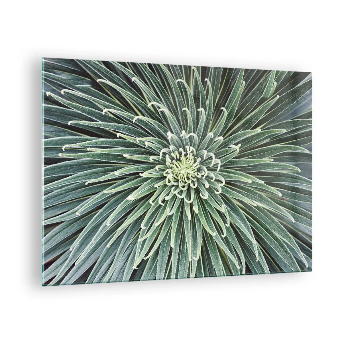 Glasbild - Bild auf glas - Symmetrische Rosette aus grünen Blättern in der Makrofotografie - 70x50cm - Ein Star ist geboren - Moderne Wanddekoration für Wohnzimmer und Schlafzimmer ARTTOR