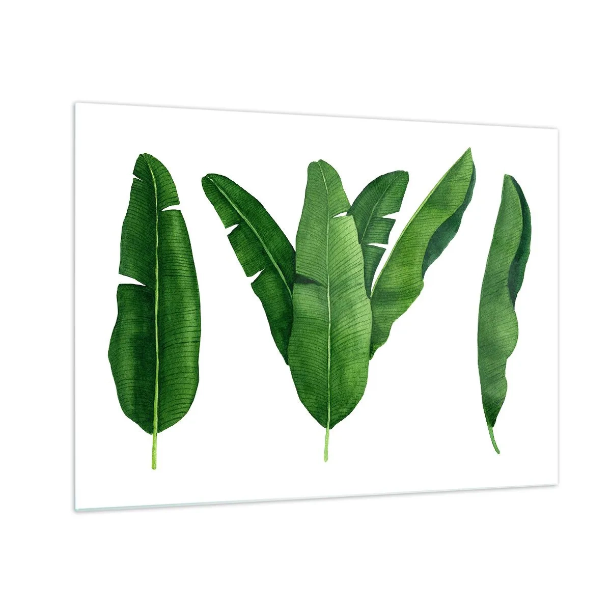 Glasbild - Bild auf glas - Vier grüne Bananenblätter auf weißem Hintergrund - 70x50cm - Grüne Symmetrie - Moderne Wanddekoration für Wohnzimmer und Schlafzimmer ARTTOR